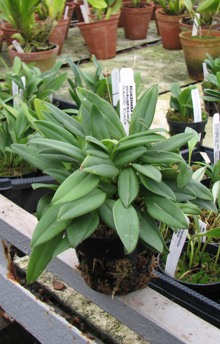 Фото орхидеи Masdevallia mendoza