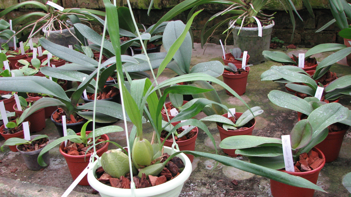 Фото орхидеи Coelogyne cristata 'maxima' с цветоносом