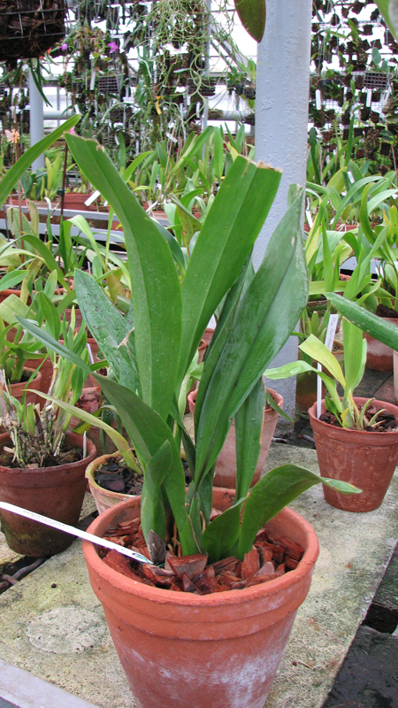 Фото орхидеи Brassia maculata