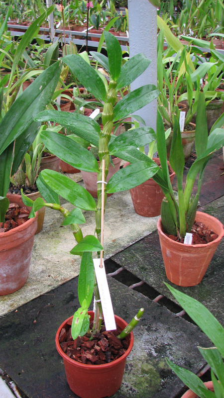 Фото орхидеи Dendrobium Red Emperor с бутонами