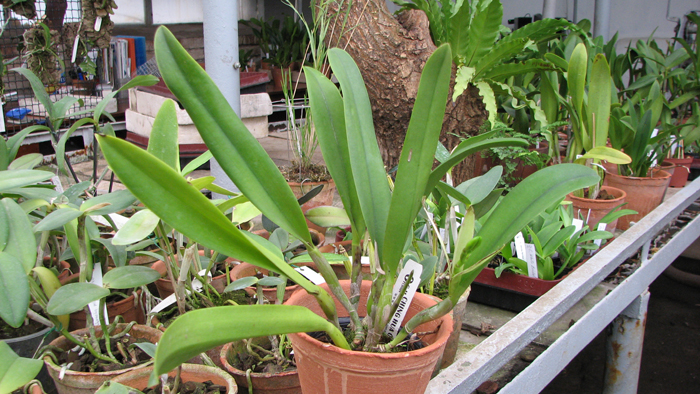 Фото орхидеи Potinara Shinfong Honey 'KS' с бутонами