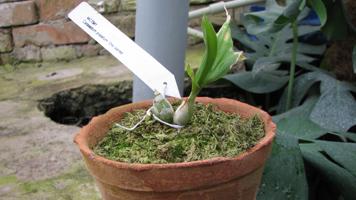 Фото орхидеи Catasetum pileatum 'Oro Verde'