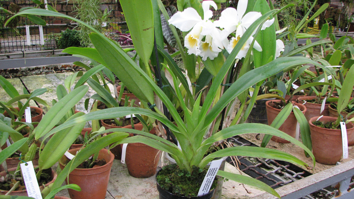 Фото орхидеи Phragmipedium Living Fire