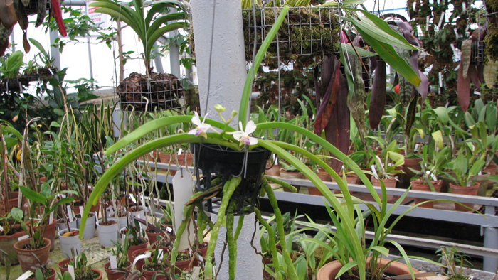 Ароматная орхидея Vanda lilacina