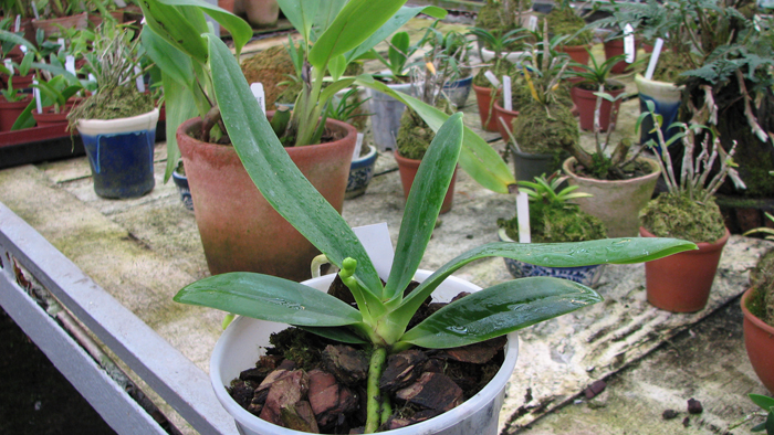 Фото орхидеи Sedirea japonica с цветоносом