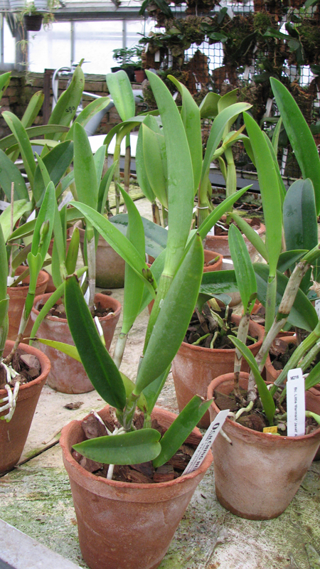 Фото орхидеи Brassocattleya Little Mermaid 'Janet' с бутонами