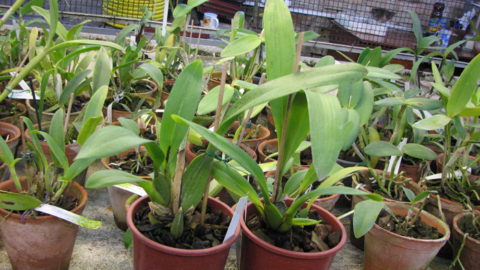 2 орхидеи Odontoglossum trilobum x Odontocidium Tiger Glow