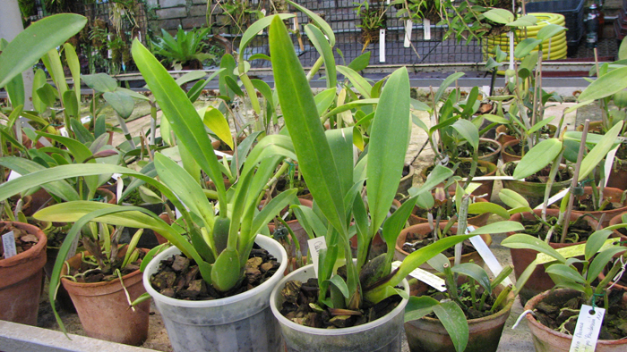 2 орхидеи Cambria mix