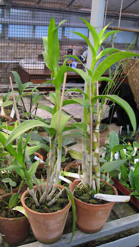 Dendrobium phalaenopsis hybr.jpg