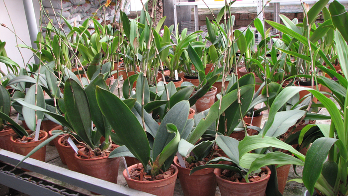 Фото орхидей Psychopsis Kalihii 'Big'