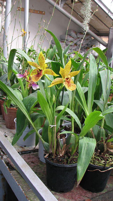 Фото орхидеи Propetalum Hark