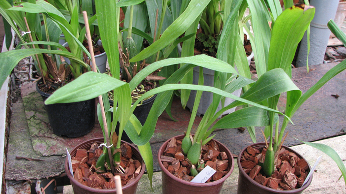 Фото орхидеи Zygopetalum 'Rhein Blue Angel'