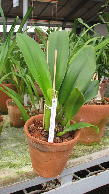 Фото орхидеи Laeliocattleya Shirayukihime 'M' (Tokyo Magic x Mildred Rives)