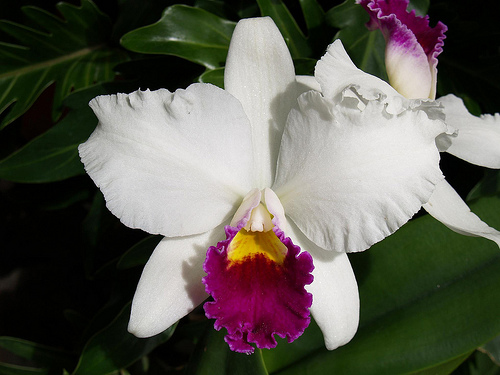 Цветение орхидеи Laeliocattleya Shirayukihime 'M' (Tokyo Magic x Mildred Rives)