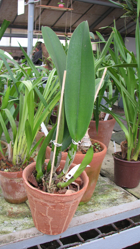Фото орхидеи Laeliocattleya Supersonic 'Striking Lip' (Lc. Little Oliver x L.purpurata)