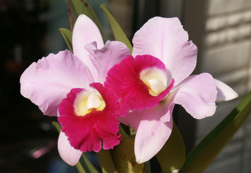 Цветение орхидеи Laeliocattleya Supersonic 'Striking Lip' (Lc. Little Oliver x L.purpurata)