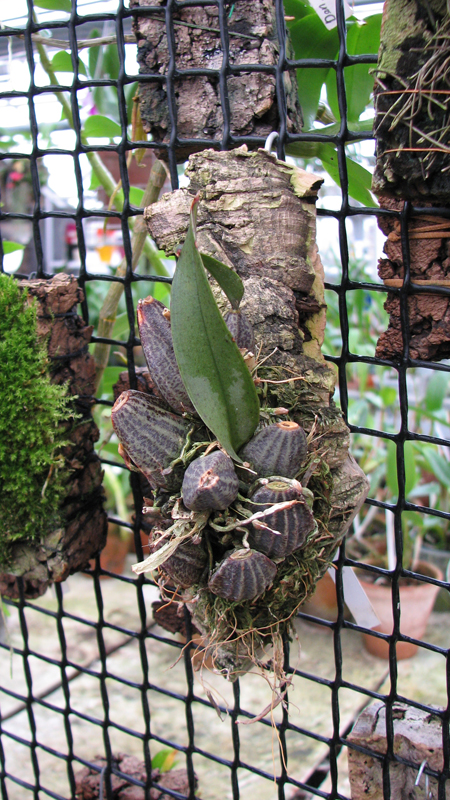 Фото орхидеи Zelenkoa onusta