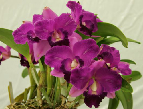 Цветение орхидеи Laeliocattleya Mini Song 'La Primera Morada' (Mini Purple x Mari's Song)