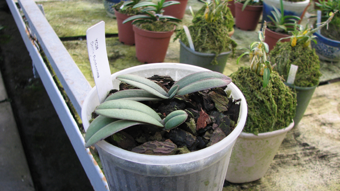 Фото орхидеи Doritis pulcherrima