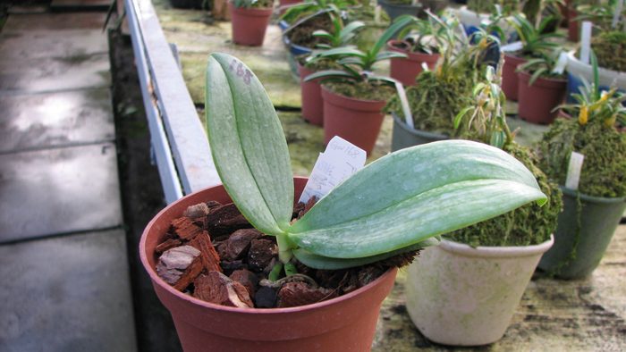 Фото орхидеи Phalaenopsis Auspice Knight 'Malayan'