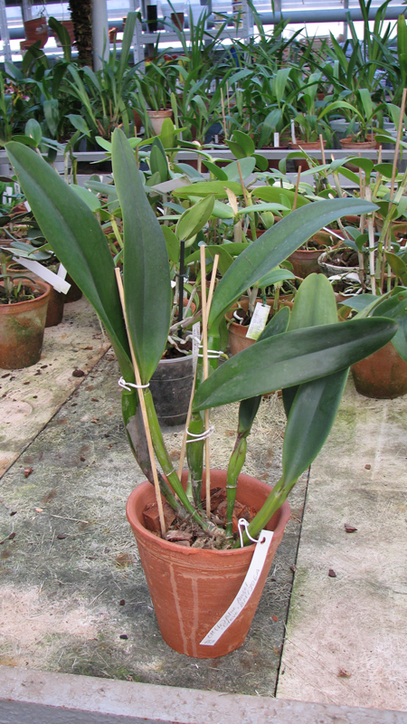 Фото орхидеи Laeliocattleya Blue Angel 'Glove' (Ctt. Blue Boy x C. Mini Purple)