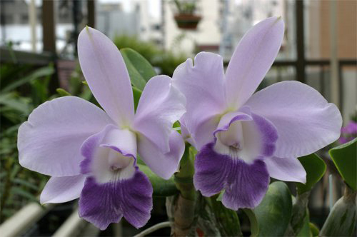 Цветение орхидеи Laeliocattleya Blue Angel 'Glove' (Ctt. Blue Boy x C. Mini Purple)