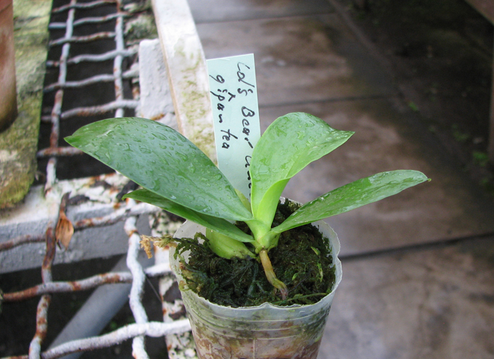 Фото орхидеи Phalaenopsis Ld's Bear Queen x gigantea