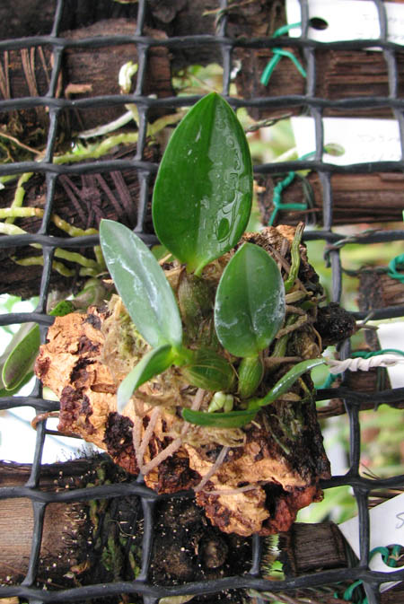 Фото орхидеи Sophronitis coccinea