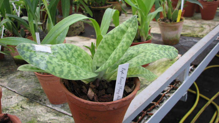 Фото орхидеи Paphiopedilum Hung Sheng Red Apple