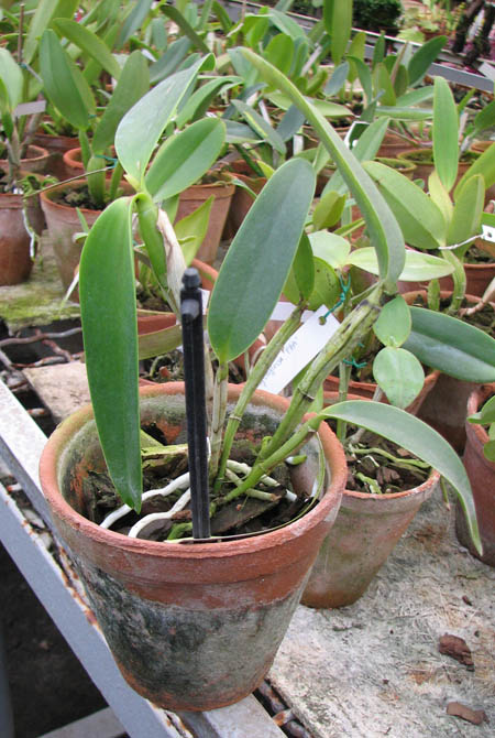 Фото орхидеи Guarianthe skinneri 'Heiti Jaсobs'