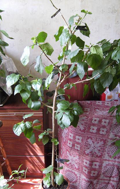 Коэниг с приёмышами.JPG