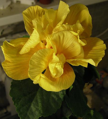 мой Коениг.jpg