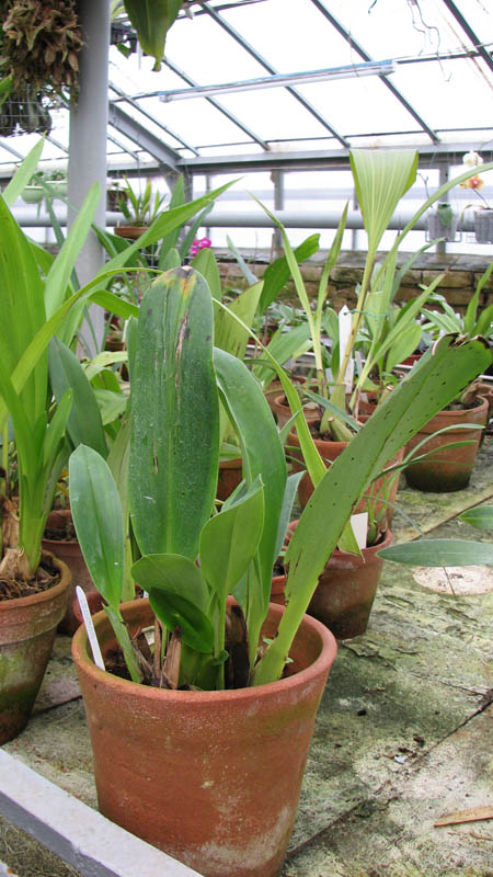 Фото орхидеи Maxillaria sanderiana