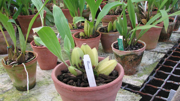 Фото орхидеи Ida fulvescens