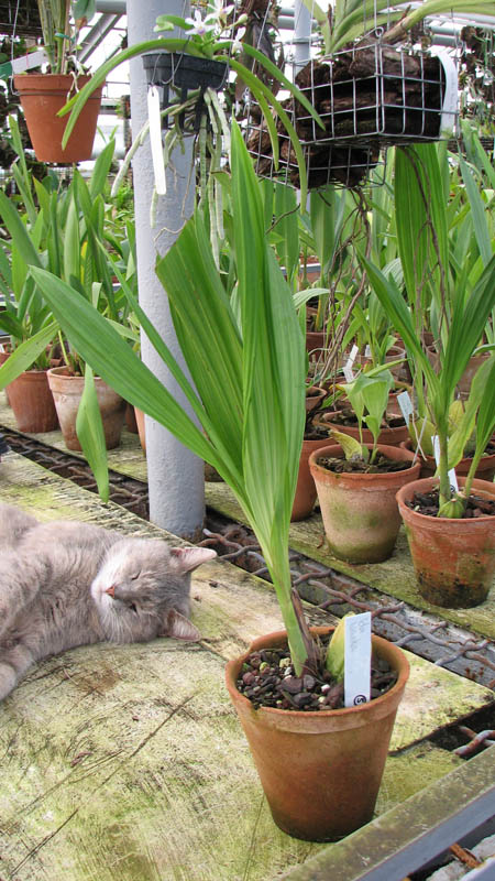 Фото орхидеи Ida locusta