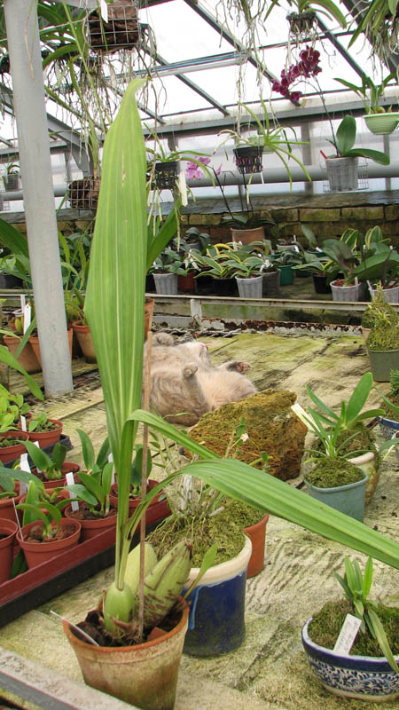 Фото орхидеи Ida grandis