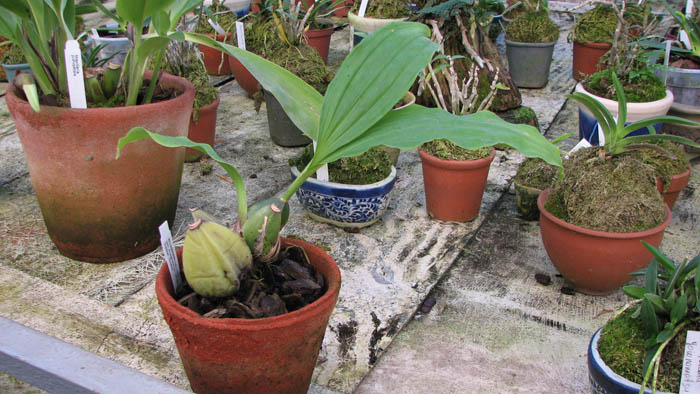 Фото орхидеи Ida ciliata x Lycaste macrobulbon