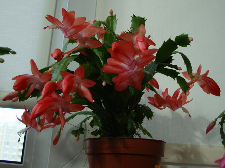 Оранжевая ранняя