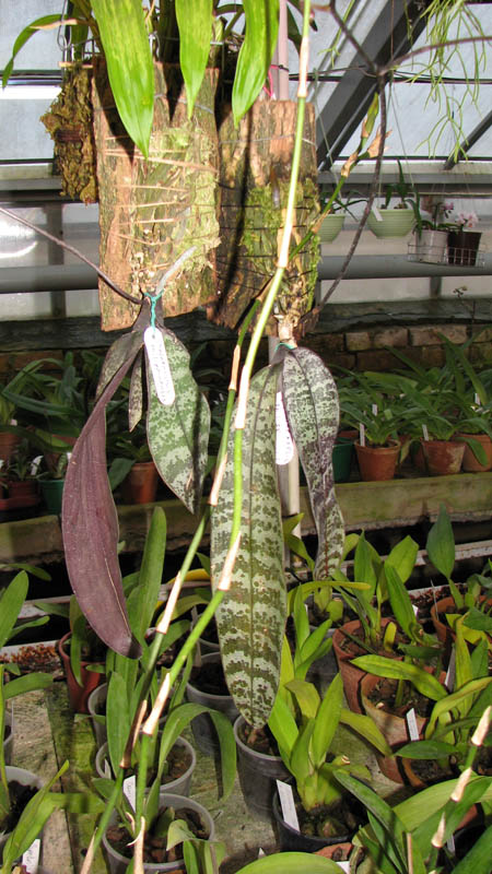 Фото орхидеи Phalaenopsis philippinensis с цветоносами