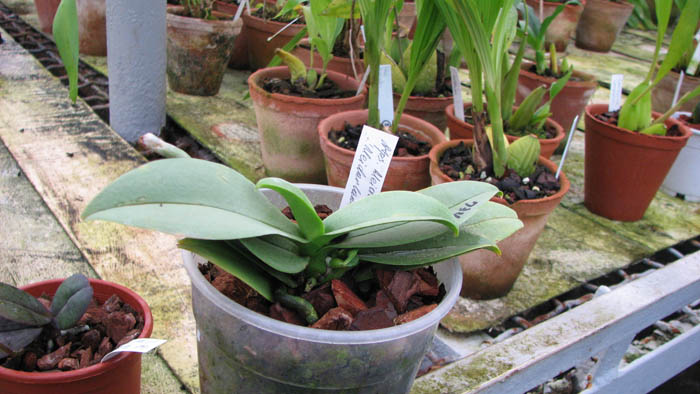 Фото орхидеи Doritaenopsis Meidarland Annaberry 'Meidarland'