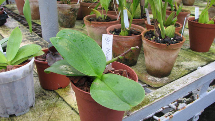 Фото орхидеи Doritaenopsis Hsinying Yenlin 'Akemi'