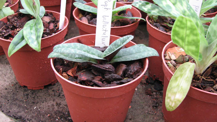 Paphiopedilum bellatulum.jpg