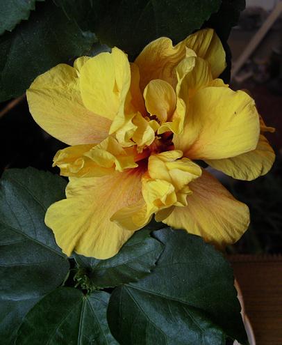 мой Коениг 1.jpg