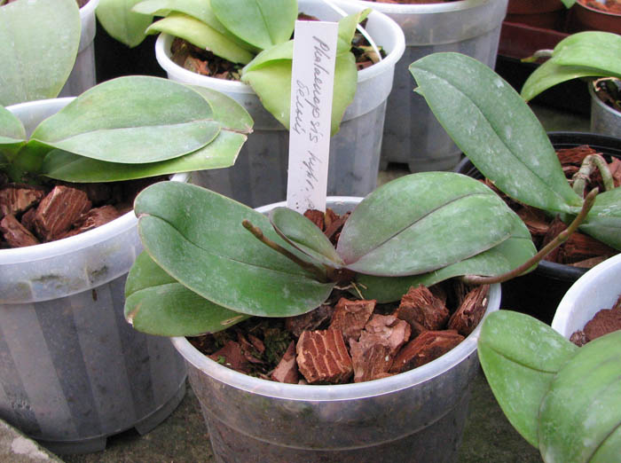 С двумя цветоносами