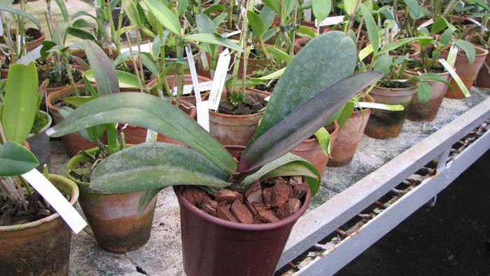 С двумя цветоносами