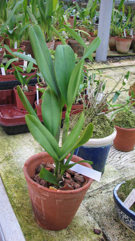 Brassolaeliocattleya Orange Show 'Cloud Forest'.jpg