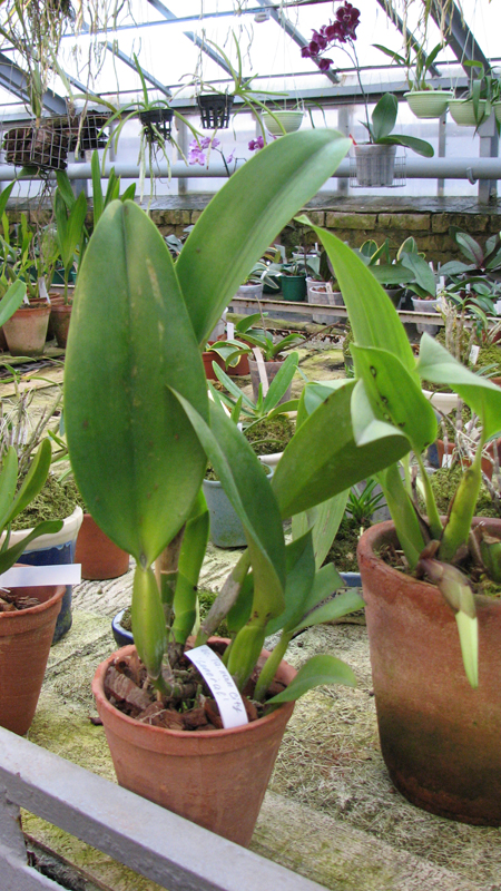 Laeliocattleya Tainan City 'General'.jpg