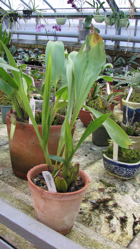 Maxillacaste Heinz Michael Pinkepank.jpg