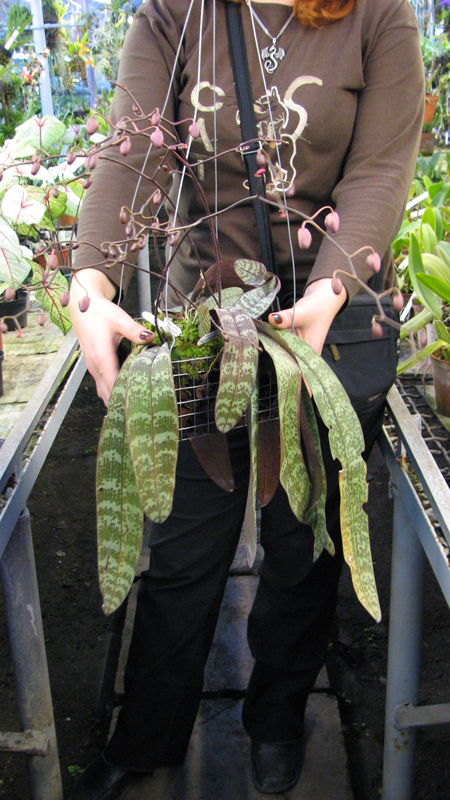 Корзинка с фаленопсисом.jpg