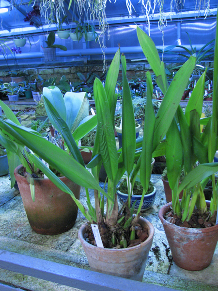 Maxillaria Paloma.jpg